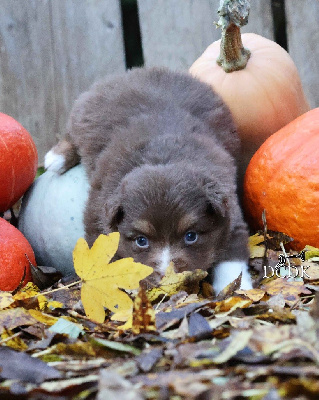 Les chiots de Berger Australien