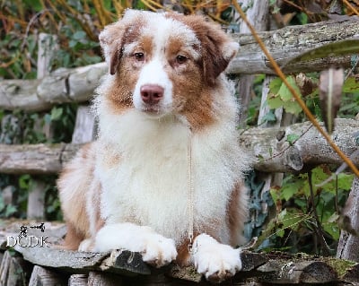 Les chiots de Berger Australien