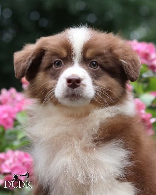 Les chiots de Berger Australien