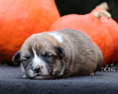 Les chiots de Welsh Corgi Pembroke
