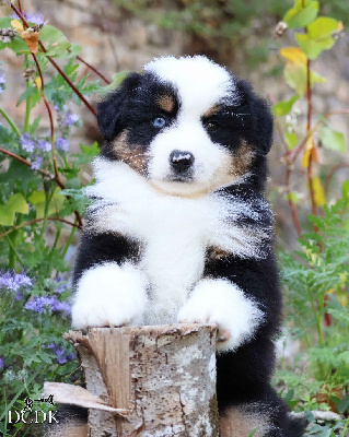 Les chiots de Berger Américain Miniature 