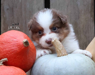 Les chiots de Berger Australien