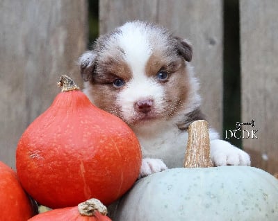 Les chiots de Berger Australien