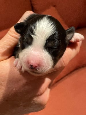 Les chiots de Berger Américain Miniature 