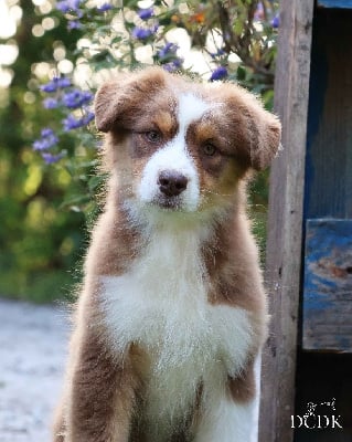Les chiots de Berger Australien