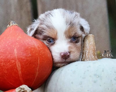 Les chiots de Berger Australien