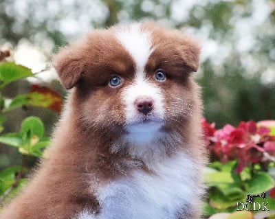 Les chiots de Berger Australien