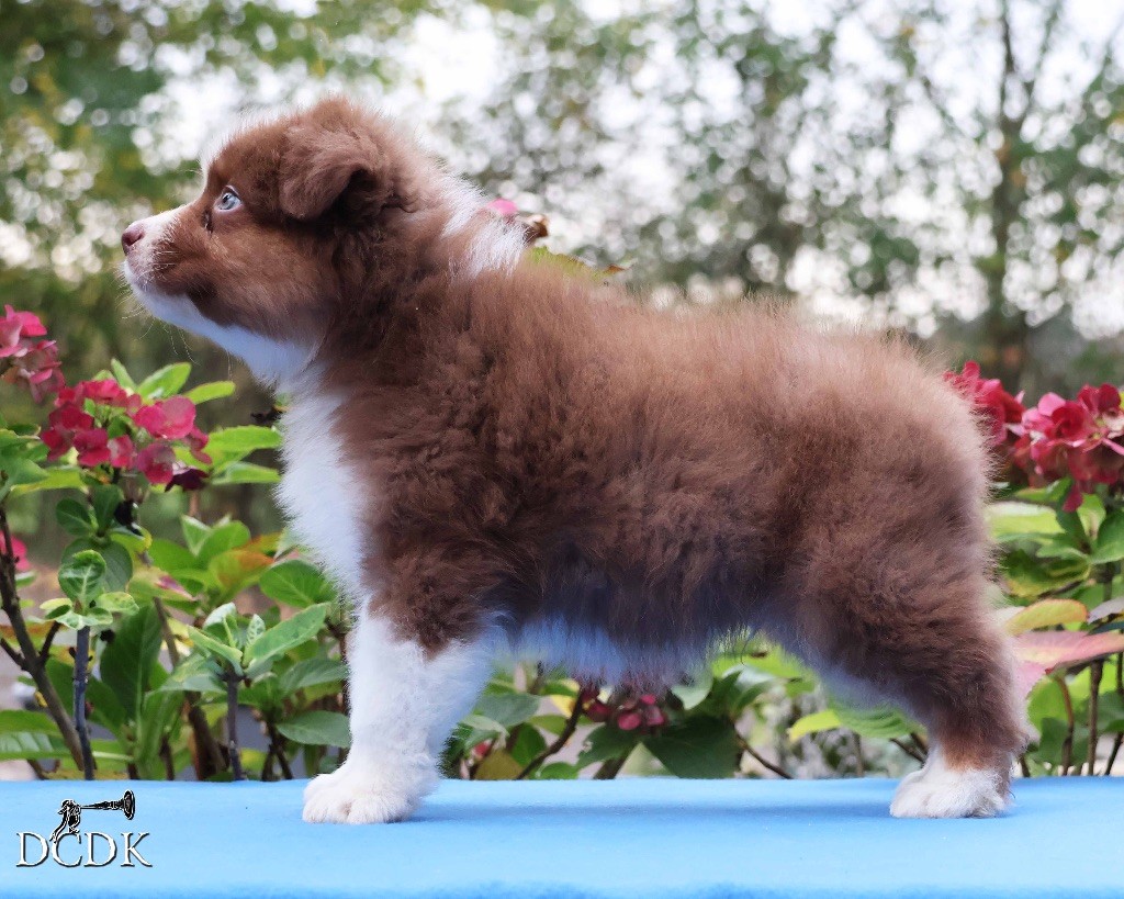 Among Forest Spirits