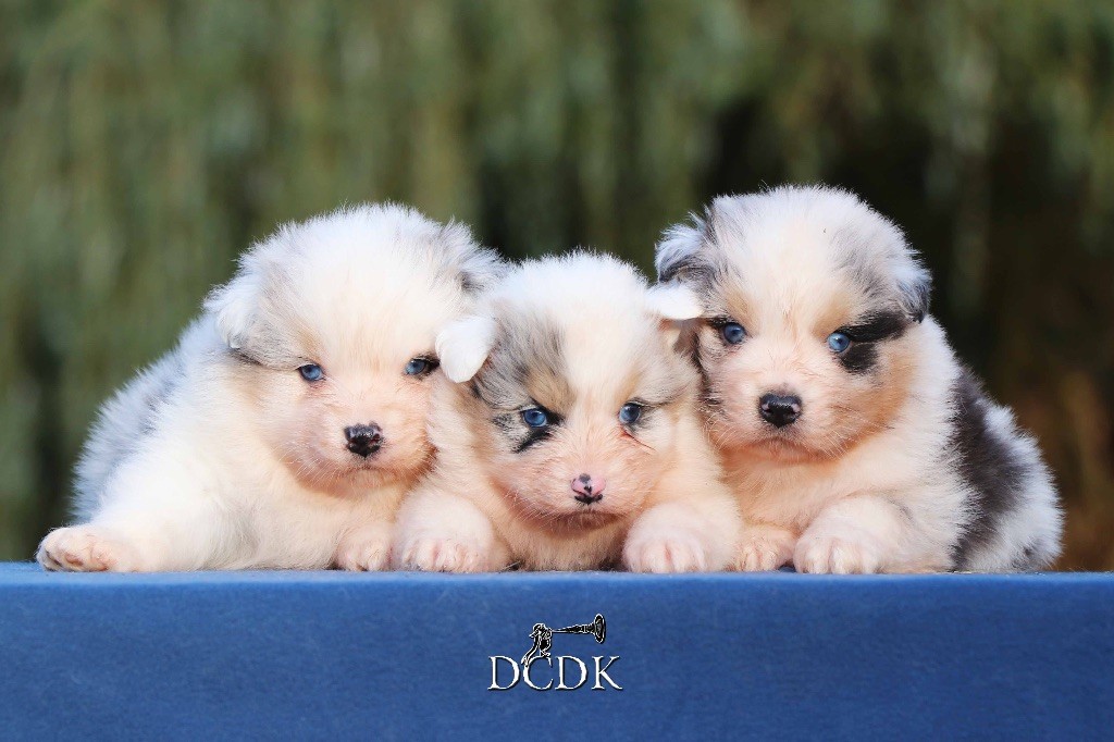 Chiot Elevage Du Chemin Des Korrigans Elevage De Berger