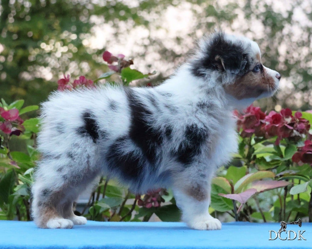 Autumn Rain Whispers