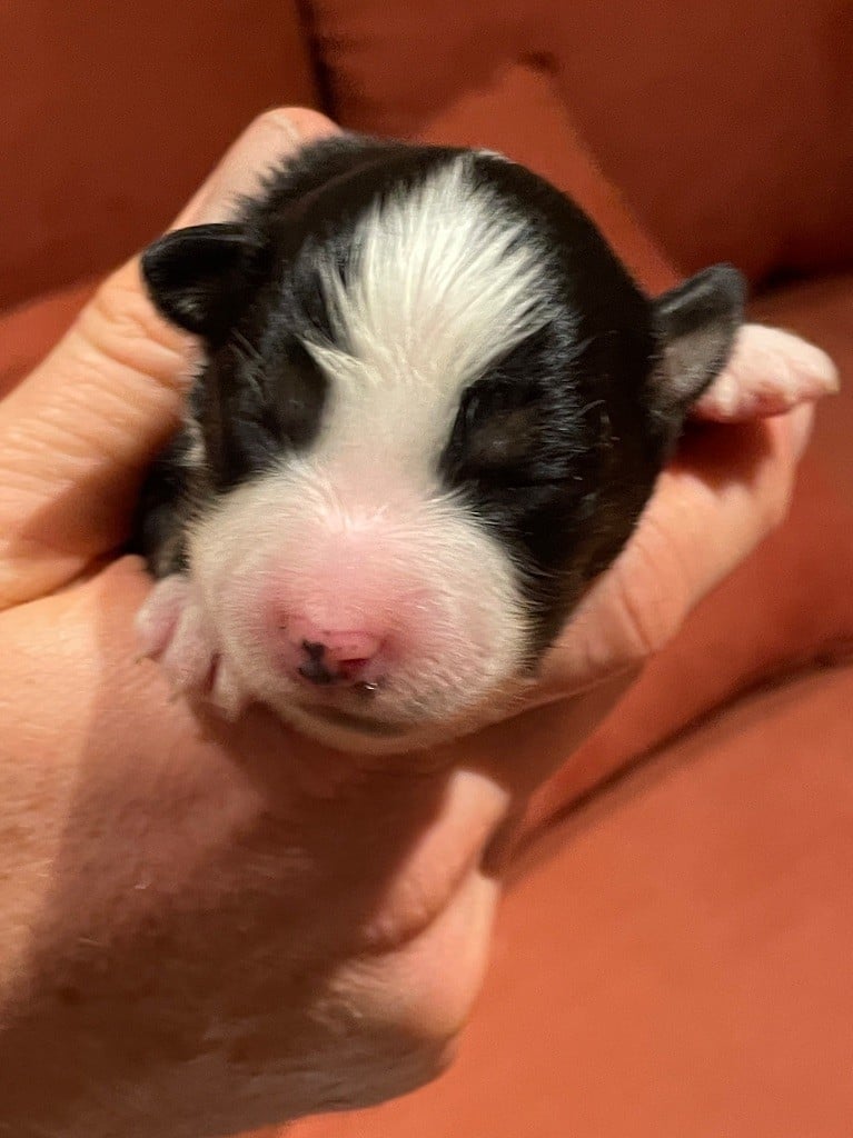 Femelle noir tricolore queue longue - Berger Américain Miniature 