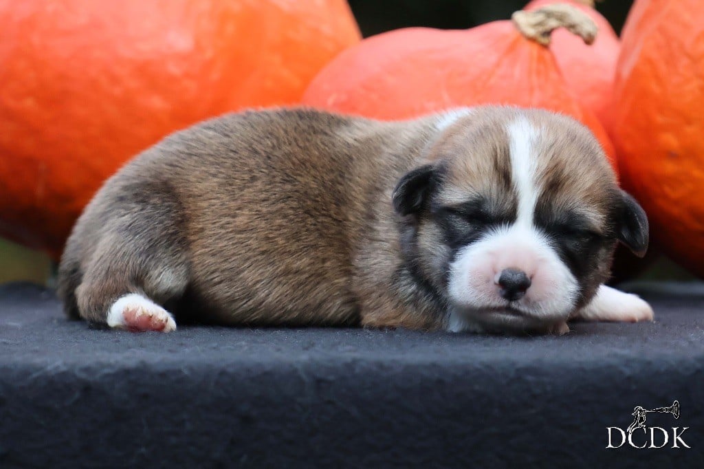 Mâle roux et blanc 2