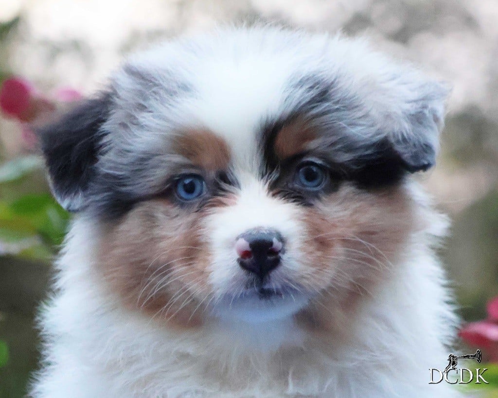 Autumn Rain Whispers