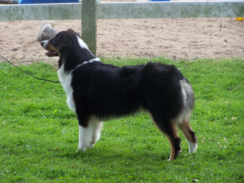 Black butterfly des Chemins Cathares - CACS