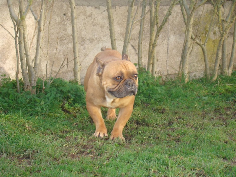 Publication : des Joyaux du Royaume Valyo Auteur : Pascale TROMPAS