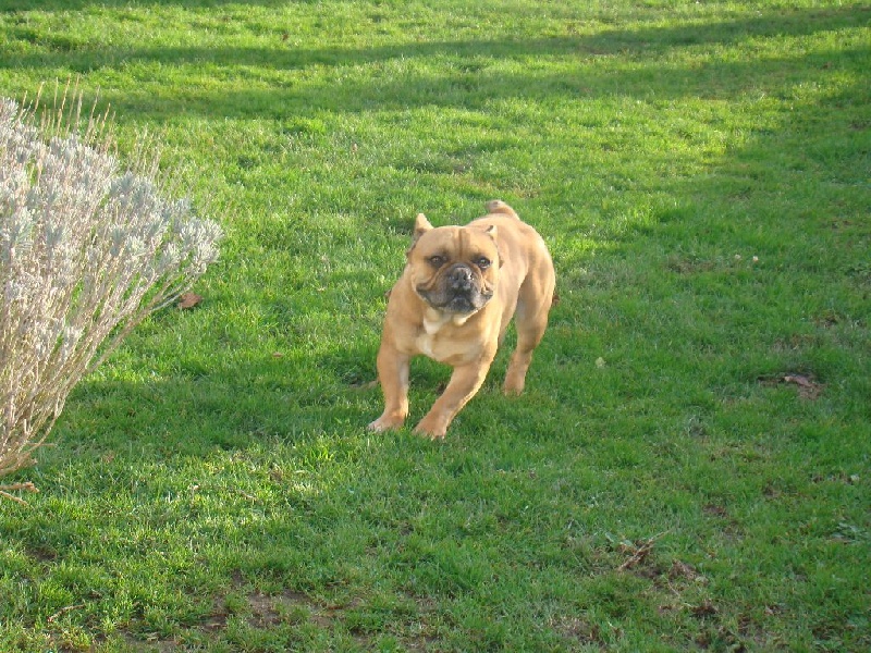 Publication : des Joyaux du Royaume Valyo Auteur : Pascale TROMPAS