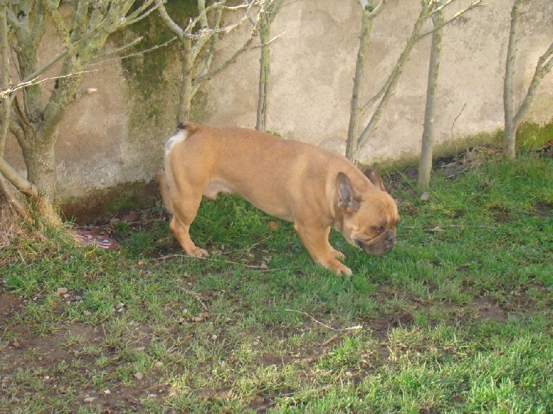 Publication : des Joyaux du Royaume Valyo Auteur : Pascale TROMPAS