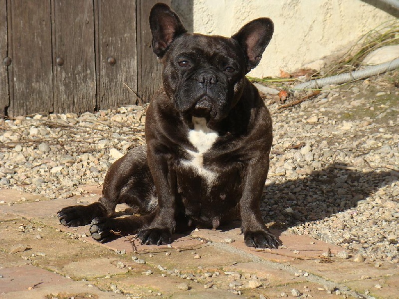 Publication : des Joyaux du Royaume Valyo Auteur : Valérie LEMAIRE