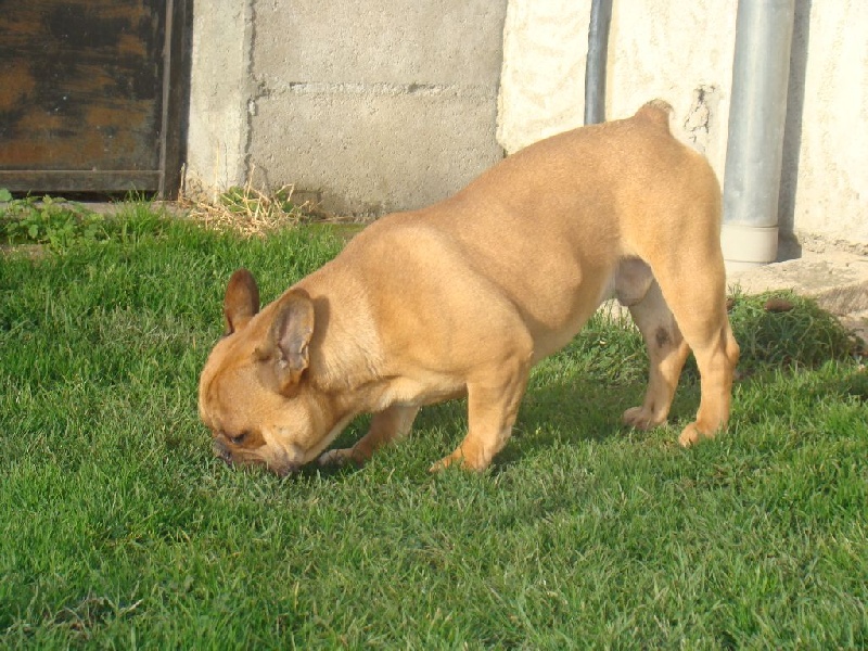 Publication : des Joyaux du Royaume Valyo Auteur : Pascale TROMPAS