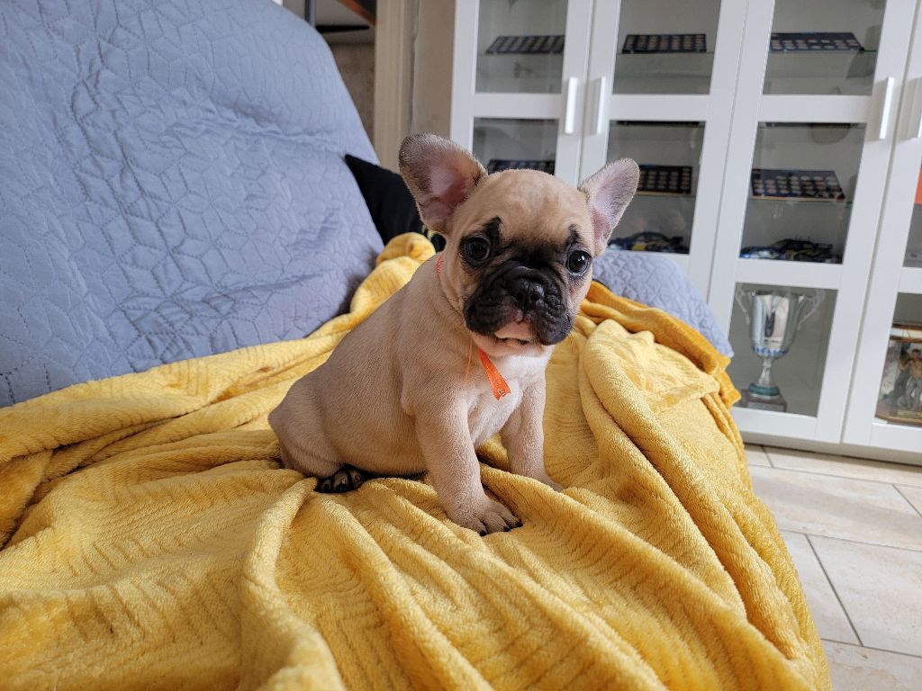 APPY - femelle fauve