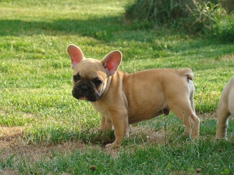 Chiot Elevage Des Joyaux Du Royaume Valyo Eleveur De Chiens Bouledogue Francais Chiot Elevage Des Joyaux Du Royaume Valyo Eleveur De Chiens Bouledogue Francais