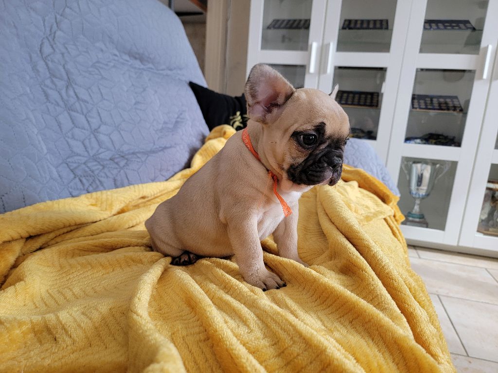 APPY - femelle fauve