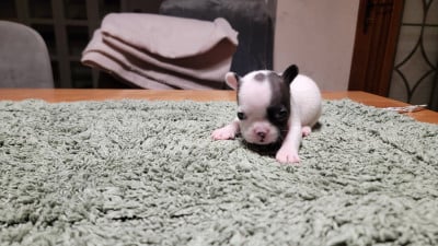 Les chiots de Bouledogue français