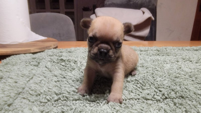 Les chiots de Bouledogue français