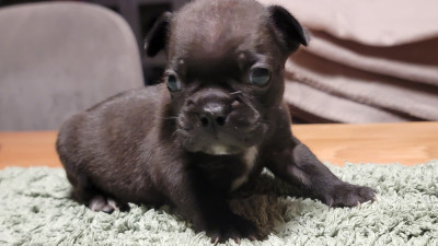 Les chiots de Bouledogue français