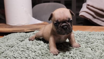 Les chiots de Bouledogue français