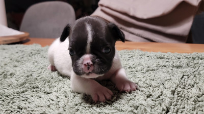 Les chiots de Bouledogue français