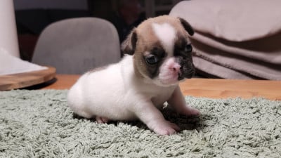 Les chiots de Bouledogue français