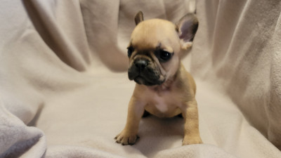 Les chiots de Bouledogue français