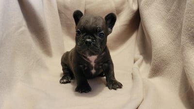 Les chiots de Bouledogue français