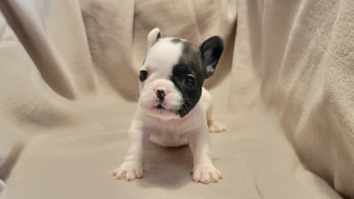 Les chiots de Bouledogue français