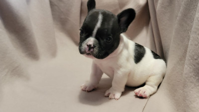 Les chiots de Bouledogue français