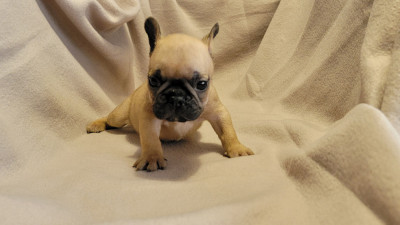 Les chiots de Bouledogue français