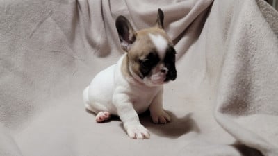 Les chiots de Bouledogue français