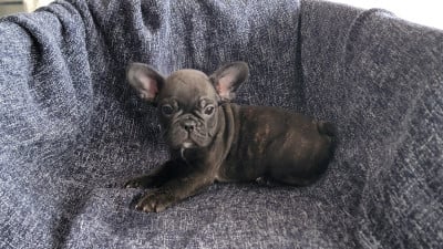 Les chiots de Bouledogue français