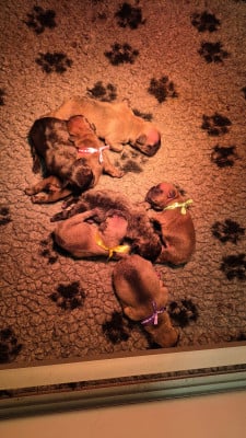 Les chiots de Bouledogue français