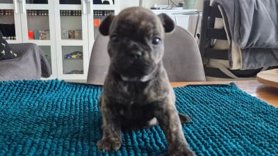 Les chiots de Bouledogue français