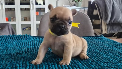 Les chiots de Bouledogue français