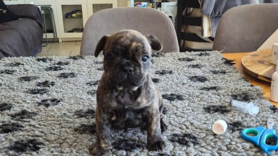 Les chiots de Bouledogue français