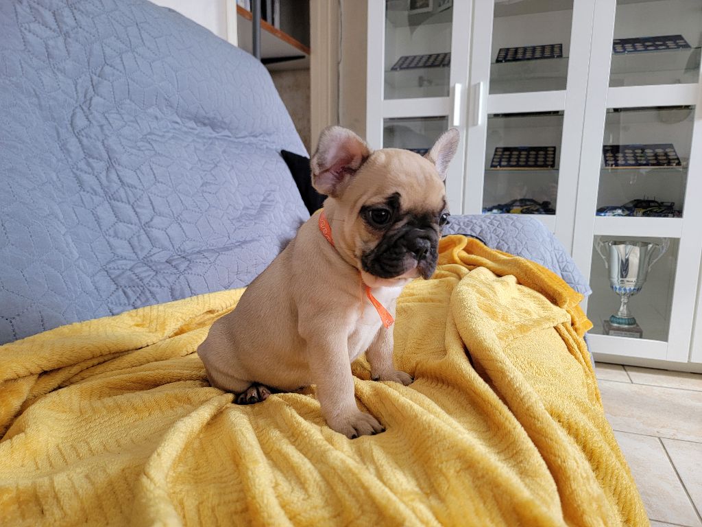 APPY - femelle fauve