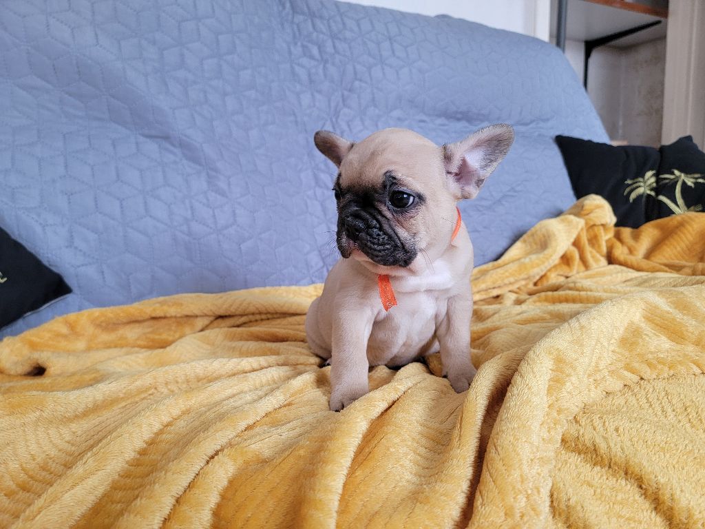 APPY - femelle fauve