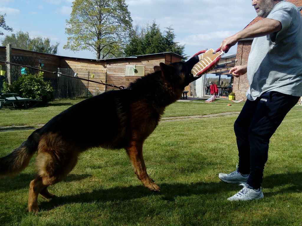 Publication : des trois fils Aymonds