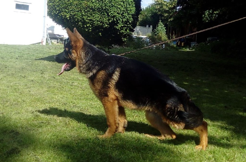 Publication : des trois fils Aymonds