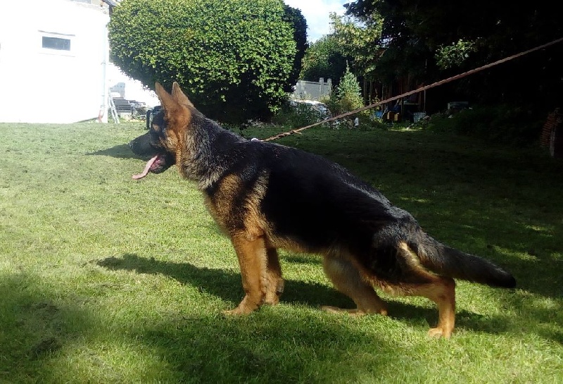 Publication : des trois fils Aymonds