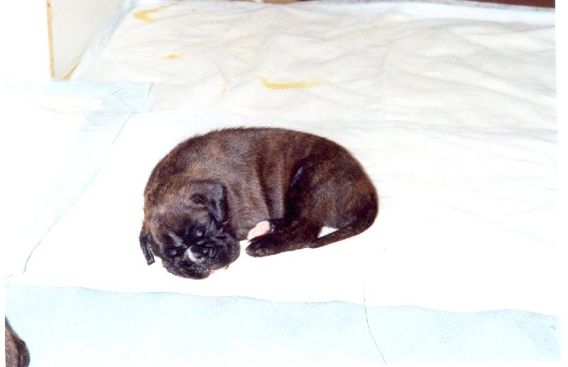 Publication : di Tagliamento