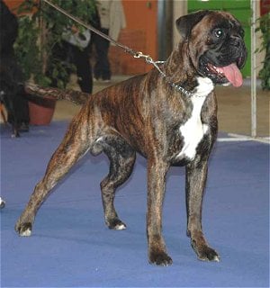 Publication : di Tagliamento